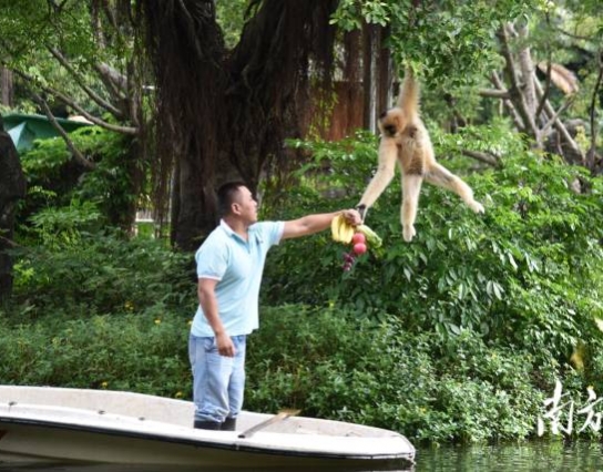 過(guò)節(jié)了！深圳野生動(dòng)物園長(zhǎng)臂猿喜獲“水果大餐”